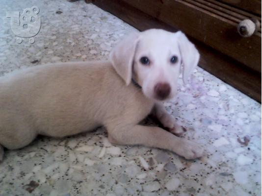 labrador καλλονη